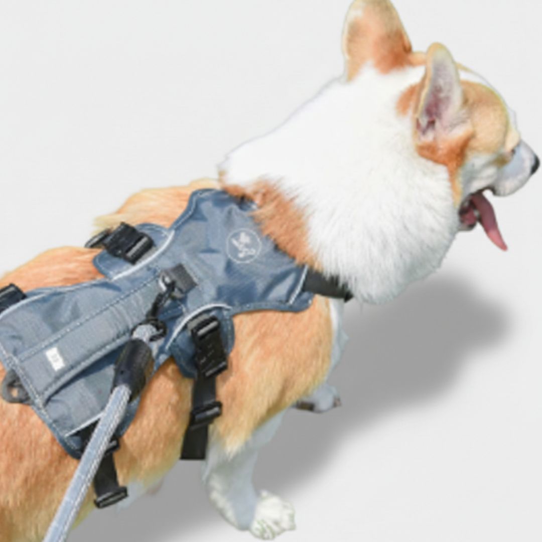 Dog Harness with Hand Holding Rope